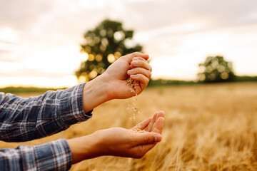 Farmers hands pour grain into field from hand to hand. Agriculture concept. The idea of a rich...