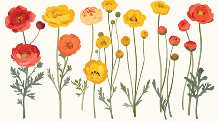 Ranunculus and buttercup flowers and buds isolated