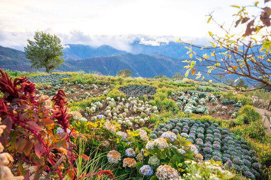 Scenic of flower farm at Atok, Benguet in the mountain province of the Philippines
