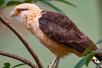 Yellow-headed Caracara, 