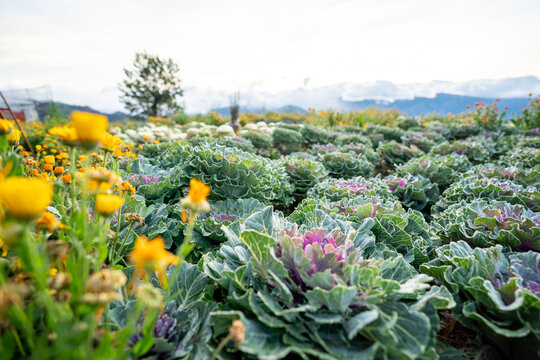 Scenic of flower farm at Atok, Benguet in the mountain province of the Philippines