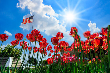 Beautiful fresh red tulips against blue sky with clouds. Nature park, spring and summer, beauty and...