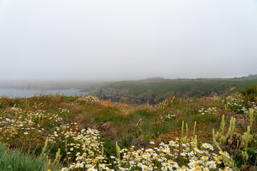 Parterre de fleurs champêtres sur la côte sauvage du Finistère, émergeant d'une brume épaisse,...