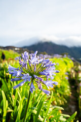 Obraz premium Scenic of flower farm at Atok, Benguet in the mountain province of the Philippines