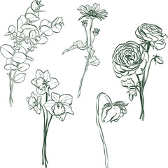Vector linear flower set of eucalyptus, helenium, narcissus, ranunculus and rose. Hand painted wildflowers isolated on white background. Holiday Illustration for design, print, fabric or background.