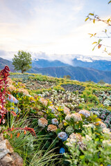 Scenic of flower farm at Atok, Benguet in the mountain province of the Philippines