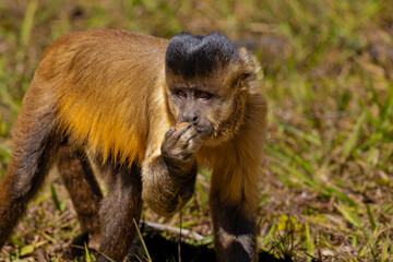 Black-striped capuchin