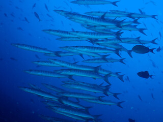school of barracuda