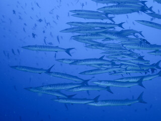 barracuda on blue background