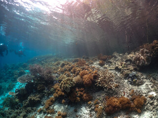underwater scene with coral reef and fishes