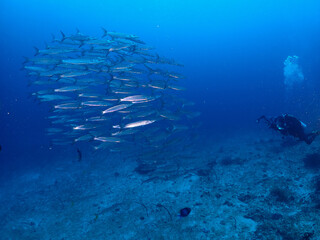 scuba diver and barracuda