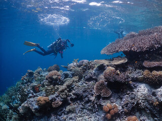 Fototapeta premium diver and reef