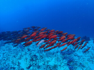 school of fish in aquarium
