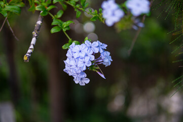 lilac flowers