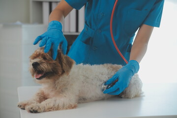 Closeup shot of veterinarian hands checking dog by stethoscope in vet clinic