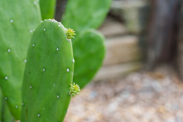 Focus on green cactus pad with budding yellow flowers. Details of plant survival in harsh conditions highlighted, symbolizing strength and growth.