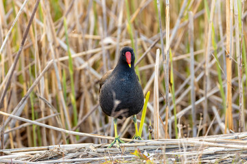 Moorhen (Gallinula chloropus) - Marsh Maestro