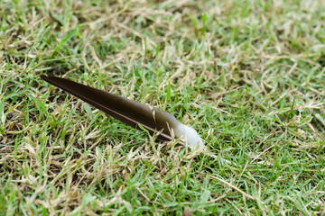 Close-up of a single bird feather on grass. Combination of delicate white and brown colors evokes a...