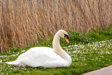 Adult Mute Swan (Cygnus olor) - Graceful Giant of European Waters