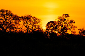 sunset in the forest Pantanal, brazil