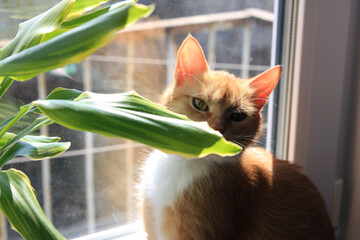 A pet, a mammal - a red-haired cat with white spots and a mustache sits on the window sill at the window in the daytime, sniffs and looks at the green leaves of the indoor palm plant