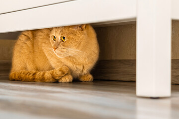 the cat hides under the closet from people. - obrazy, fototapety, plakaty