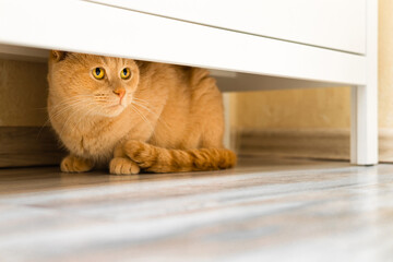 the cat hides under the closet from people.