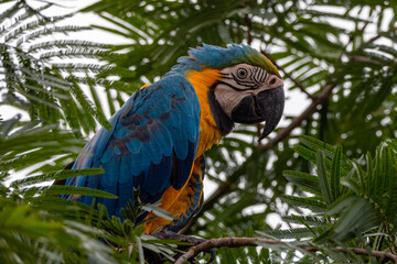 blue and yellow macaw