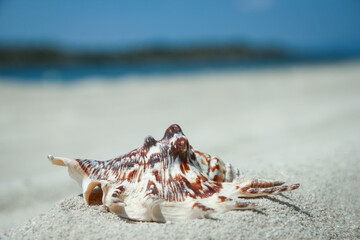 beautiful seashells by the sea on nature background - 799131157