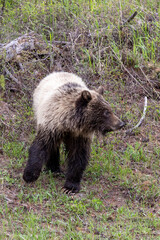 Grizzly Bear in Yellowstone National Park Wyoming in Springtime
