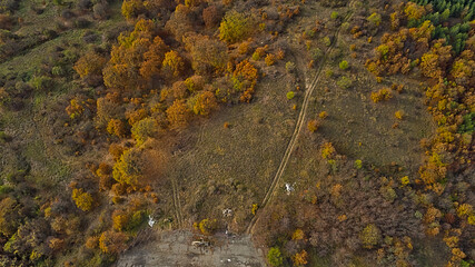 An old asphalt road winds through the forest in the mountains, surrounded by the golden canopies of autumn trees. This aerial photograph was captured by a drone.
