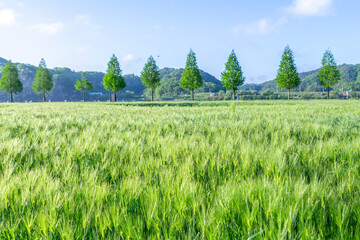 Green Barley Field Scenery of Nakdonggang River in Korea