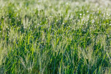Green Barley Field Scenery of Nakdonggang River in Korea