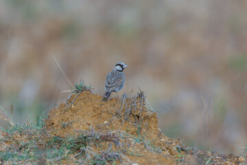 Ashy-crowned sparrow-lark (Eremopterix griseus) at Ajodhya Hills, Purulia, India