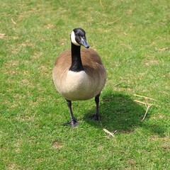 Canada Goose（カナダ雁）