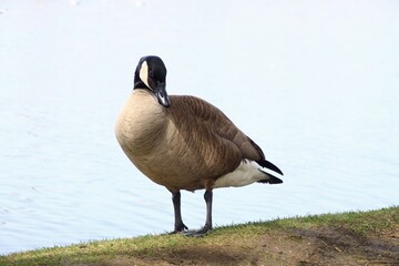 Canada Goose（カナダ雁）