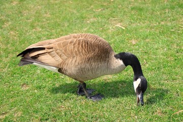 Canada Goose（カナダ雁）