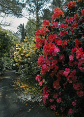 Blühende Rhododendron im Park, am Weg