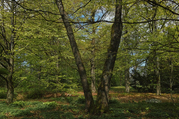 Obraz premium Blick durch Bäume und Äste, Frühlingsgrün