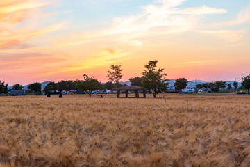 Obraz premium Green Barley Field Scenery of Nakdonggang River in Korea