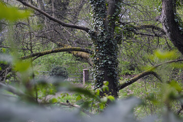 Blick durch Bäume und Äste, Efeu mit Frühlingsgrün