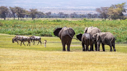 A family group of elephants approach a herd of wildebeest in Amboseli National Park, Kenya. The...