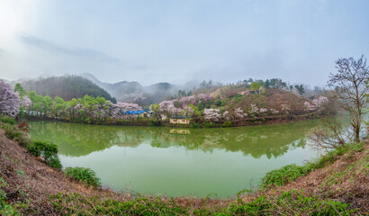 Spring scenery of Ungok Reservoir in Haman-gun, Korea, where cherry blossoms and forsythias are blooming