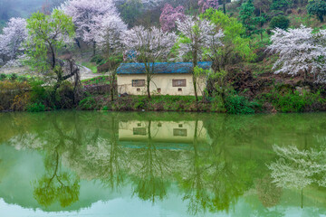 Spring scenery of Ungok Reservoir in Haman-gun, Korea, where cherry blossoms and forsythias are blooming