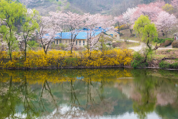 Fototapeta premium Spring scenery of Ungok Reservoir in Haman-gun, Korea, where cherry blossoms and forsythias are blooming