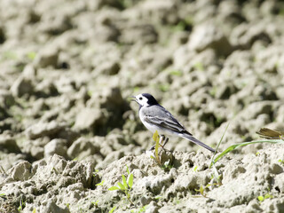 pied wagtail perching on the ground singing