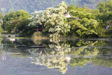 Morning view of white flowers of Retusa fringetree and old tile roof house with reflection on Weiyangji Reservoir in Miryang-si, South Korea.  이팝나무 핀 밀양 위양지의 봄풍경