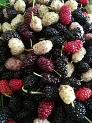 blackberry and raspberry