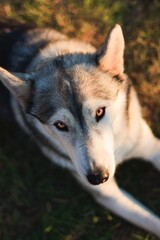 Portrait of a Siberian Husky