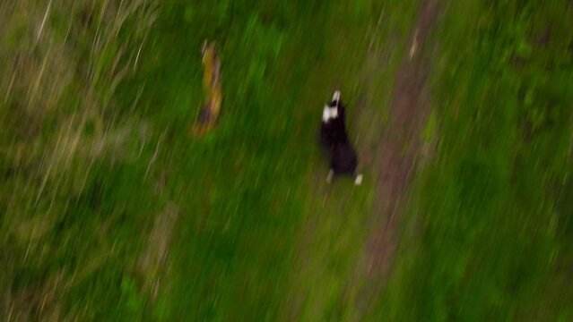 Aerial close fly by of border collie dogs chasing drone. Top down view fast pace. 4k HDR.